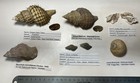 Alaska Snail Collection  Rare And Unique  Collected In Southeast Ak  5 Species 