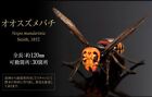 Bandai Gashapon Hornet Advance 02 Action Figure Asian Giant Hornet 12cm 2024