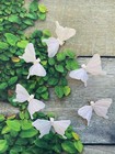 12 Iridescent White Feather Monarch Butterflies With Clip 3inch  