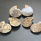 Matching Ammonite Fossil Pairs Polished Spiral Ammonoids