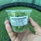 150  Azolla Filiculoides-fairy Moss-duckweed Free-live Aquarium Plant