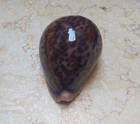 F Cypraea Pantherina Red Sea Shell Natural Glossy Wow Color 87 2mm F     F   