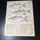     A Guide To 19 79   80 Texas Hunters Guide In Sports Fishing Regulations