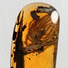 Angiosperm Flower In Burmese   Burmite Amber Fossil   100  Genuine