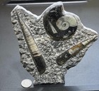 Orthoceras And Ammonite Fossil Stone Display Carving Natural Genuine Fossils