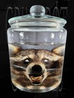 Preserved Raccoon Specimen