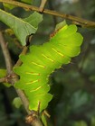 15 Live Polyphemus Moth Eggs Sleeve Raised