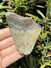 Natural Beautiful 3 07    Megalodon Tooth Fossil Shark Teeth