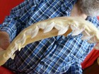 Sj470-89  17-1 2  Tiger Shark Jaw Sharks Jaws T  th Galeocerdo Taxidermy Science