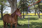 2 Horse No-knot Picket Line Kit