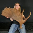 Alaskan Moose Shed Set Antlers Taxidermy Antler Horn Elk Moose Horn  105
