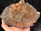 Petrified Wood Araucaria Conifer Zuni  New Mexico Chinle Fm  Triassic 7 75   x5 5   