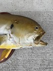 Vintage 36    Prevailed Jack Real Skin Taxidermy Fish Mount Cabin Decor
