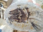 Coelacanth Fossil Fish  16 5 Cm  - Madagascar - Triassic Period