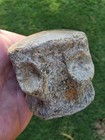 Terminal Caudal Vertebrae Tail Bone Fossil Tx Mosasaur Ozan