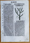 Post Incunable Leaf Hortus Sanitatis Colored Woodcuts Botany Ambra - 1511