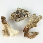Dried Brain Coral Fossil Beach Ocean Sea Reef Fish Tank Aquarium Decoration