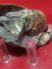 Sphenodiscus Lenticularis Ammonite Cretaceous Fox Hills Formation Sd