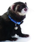 Marshall Pet Ferret Bell Collar  Blue 3 8  Flat Nylon Collar W Snap Buckle  New 