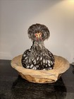 Vintage Beautiful Taxidermy Polish Speckled Chicken Hen Nesting Unique Mount