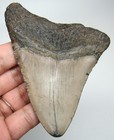 Megalodon Shark Tooth - Real Fossil 3 55    Authentic Shark Teeth No Restorations