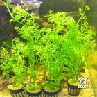 Watersprite  lace Leaf Fern  Live Aquarium Plants  buy 1 Get 1 At 50   Bare Root