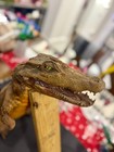 Taxidermy Antique Nile Crocodile 3ft Pick Up Only Miami