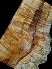 Xl Mind Blowing Birdseye Maple Burl Wood Slab  Craft Wood Turning Wood Burl Wood