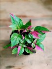 3 Rooted Cuttings Alternanthera Party Time Plant Ficoidea Hot Pink Plant