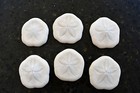 12 White Baby Sea Biscuits  sea Cookies  3 4-1  Beach Wedding Nautical Crafts
