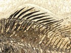 Two  Species Rare Priscacara Fish Fossil And Diplomystus On Huge Matrix Wyoming
