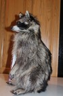 New Raccoon Mount Taxidermy Antler Candy Cracker Jack Novelty Whitetail Deer Fur