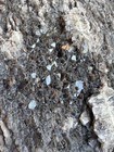       rr        Druzy Dark Smoky Quartz quartz On Petrified Wood  Ne Az  6 Oz 