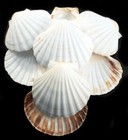 10 Xl White Irish Baking Scallop Shells  4 5-5   Restaurant Quality Beach Dining
