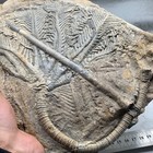 1800 Grams Of Fossils Of Crinoid From The Guanling Biota In Guizhou