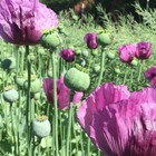 3 000 English Blue Poppy Seeds - 1 Gram - P  Somniferum Fresh High Germ Rate