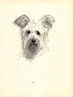 Antique Skye Terrier Print 1935 Wardle Skye Terrier Art Illustration Cfw 5737k