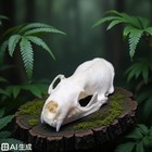 Taxidermy Real Animals Skulls real Bones Specimen taxidermy Supplies For    