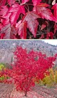 Flame Amur Maple  Acer Ginnala Flame  Tree Seeds