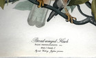 1964 Vintage Audubon Print -broad-winged Hawk - Original Folio Lithograph 14x17
