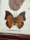 Framed Butterfly   Moth Specimen  Real Taxidermy  From Thailand 