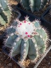 Melocactus Azureus    turk   s Cap Cactus     Raresucculents Cactus Plants Large Size