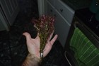 6 Bunches Rotala Magenta Plants Easy Aquarium Aquascaping Planted Tank Low Ligh 