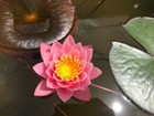 Water Lily Pink Sensation Winter-hardy Sprouted Tuber Rhizome