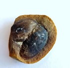 Mazon Creek Brachiapod Fossil 1 Piece