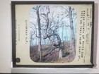 Freak White Oak Tree  Savannah N f   Georgia  C1930 s Magic Lantern Glass Slide
