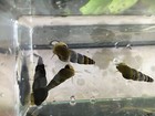 Yellow Poso Rabbit Snails X 3 --- Excellent Tank Cleaners  