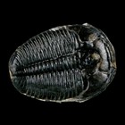 1  Elrathia Kingi Trilobite Fossil Utah Cambrian Age 521 Million Years Old Coa
