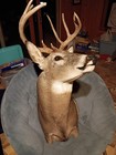 10 Point Whitetail Deer Taxidermy Head Shoulder Mount