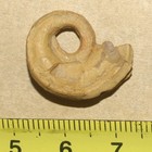 Catastroboceras Sp -limonite Shell  Coiled Nautiloid Cephalopod  Carboniferous